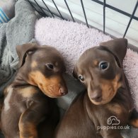 Dachshund (Standard & Miniature) - Both