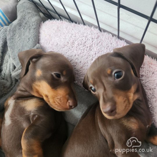 Dachshund (Standard & Miniature) - Both