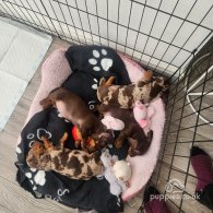 Dachshund (Standard & Miniature) - Both