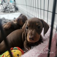 Dachshund (Standard & Miniature) - Both