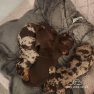 Dachshund (Standard & Miniature) - Both