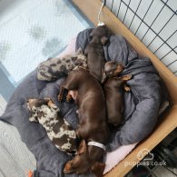 Dachshund (Standard & Miniature) - Both