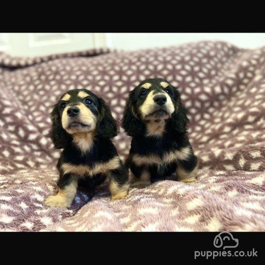 Dachshund (Standard & Miniature) - Both