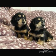 Dachshund (Standard & Miniature) - Both