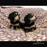 Dachshund (Standard & Miniature) - Both