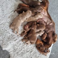 Dachshund (Standard & Miniature) - Both