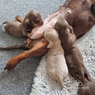 Dachshund (Standard & Miniature) - Both