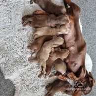 Dachshund (Standard & Miniature) - Both