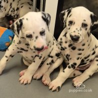Dalmatian - Dogs