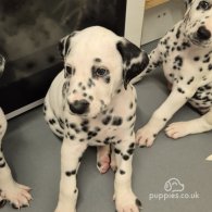 Dalmatian - Dogs