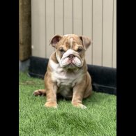 English Bulldog - Both