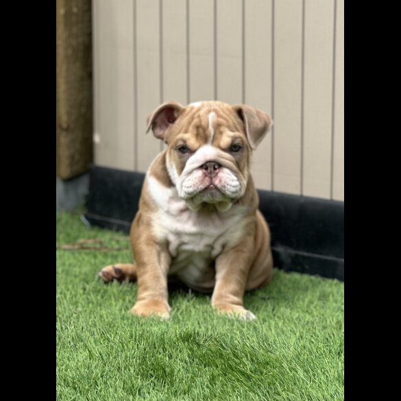 English Bulldog - Both