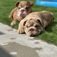 English Bulldog - Both