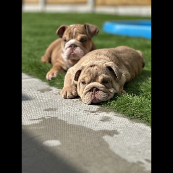 English Bulldog - Both