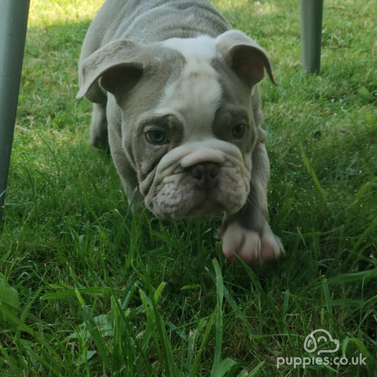 English Bulldog - Both