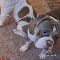 English Bulldog - Both