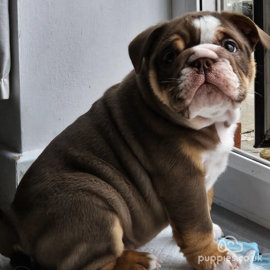 English Bulldog - Dogs