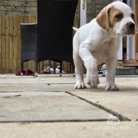 English Pointer - Both