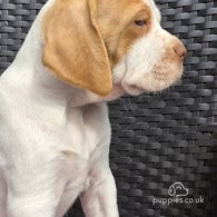 English Pointer - Both