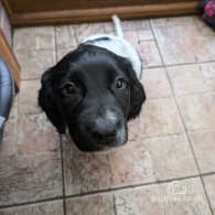 English Springer Spaniel - Dogs