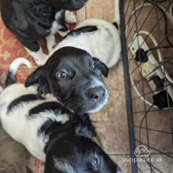 English Springer Spaniel - Dogs