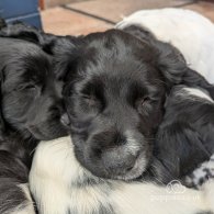 English Springer Spaniel - Dogs