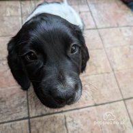 English Springer Spaniel - Dogs