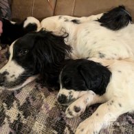 English Springer Spaniel - Dogs