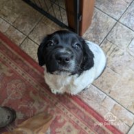 English Springer Spaniel - Dogs