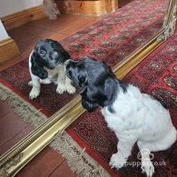 English Springer Spaniel - Dogs