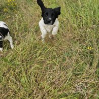 English Springer Spaniel - Dogs