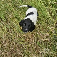 English Springer Spaniel - Dogs