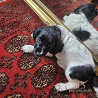 English Springer Spaniel - Dogs