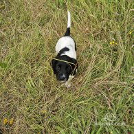 English Springer Spaniel - Dogs