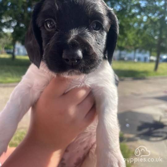 English Springer Spaniel - Both