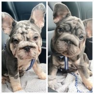 French Bulldog - Both