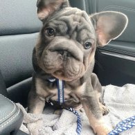 French Bulldog - Both