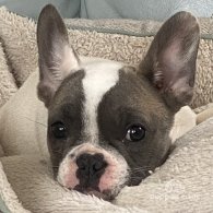 French Bulldog - Both