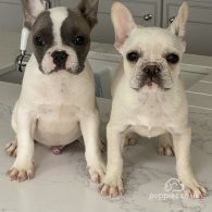 French Bulldog - Both