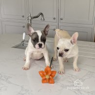 French Bulldog - Both