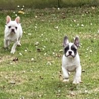 French Bulldog - Both