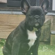 French Bulldog - Dogs