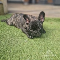 French Bulldog - Dogs