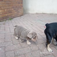 French Bulldog - Both