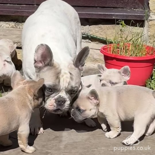 French Bulldog - Bitches