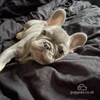 French Bulldog - Bitches