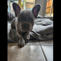 French Bulldog - Bitches