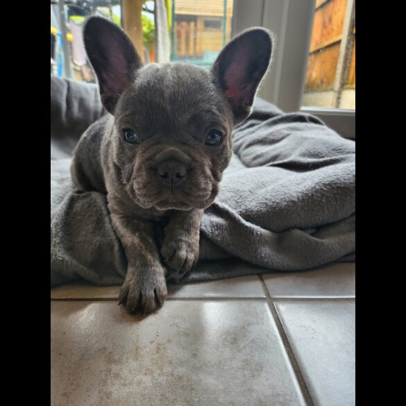 French Bulldog - Bitches