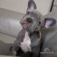 French Bulldog - Both