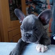 French Bulldog - Both